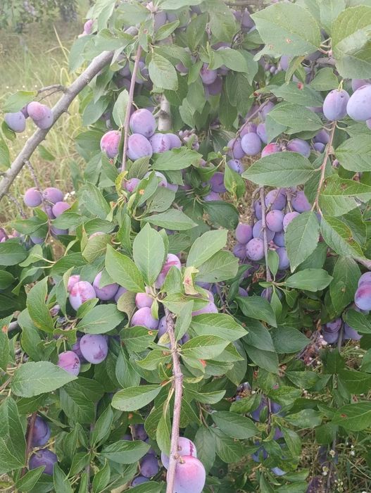 Prune de vânzare