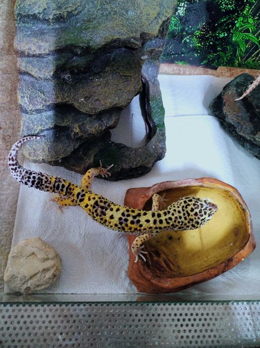 Vând 2 soparle Gecko Leopard (mascul și femelă)+terariu