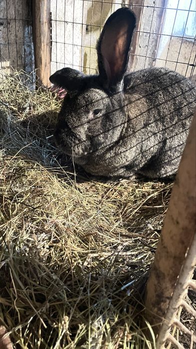Продам кроликов, крольчата и взрослый