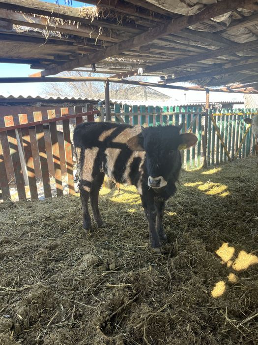 Продам бычка хорошего