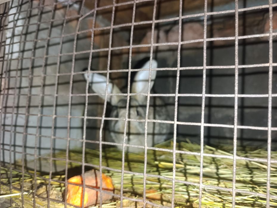 Кролики разные породы