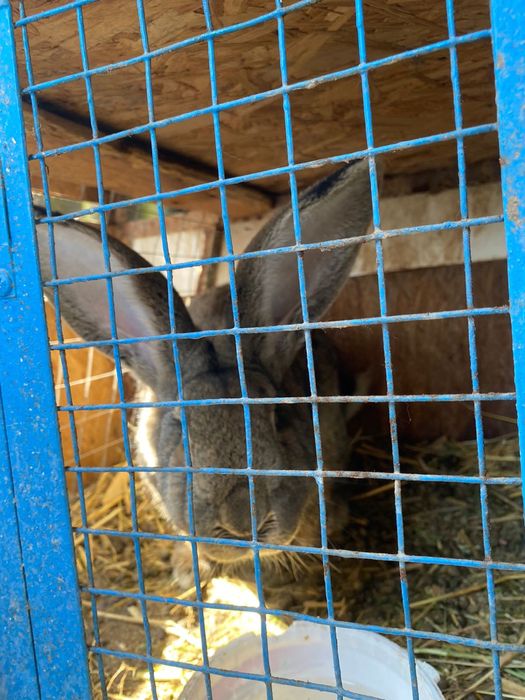 Продам кроликов и крольчат