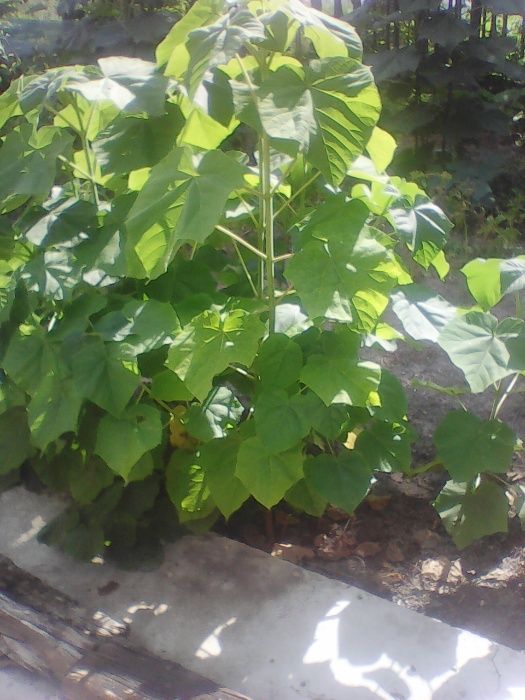 Продава Пауловния томентоса