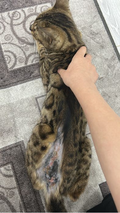 Кошка бенгальского типа, девочка (есть рана)