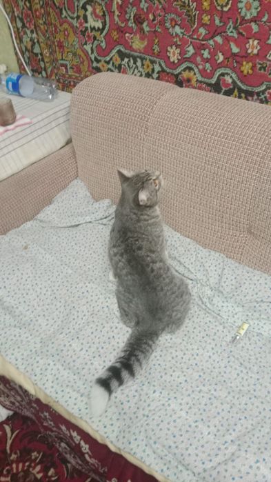 Отдам в хорошие руки