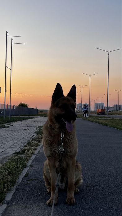 немецкая овчарка