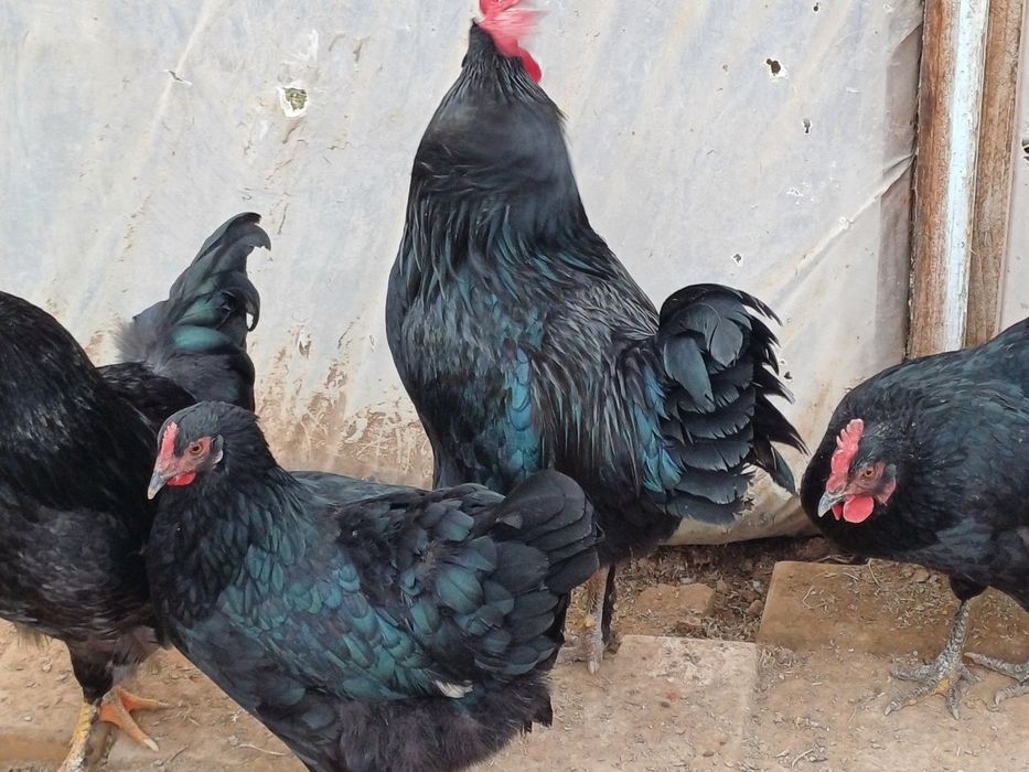 Қора шаҳзода тухуми ва хўрозлари сотилади