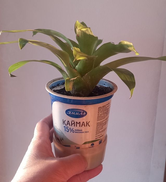 Продам цветущих деток Гузмании