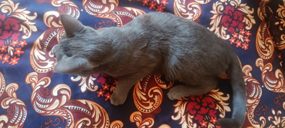 Кошка серая пародастая
