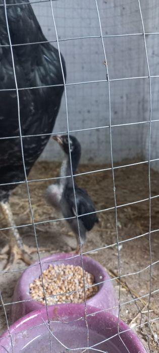 Дакан Шамо таук шожекпен сат.