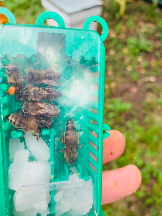 Пчелни майки от селективни семейства