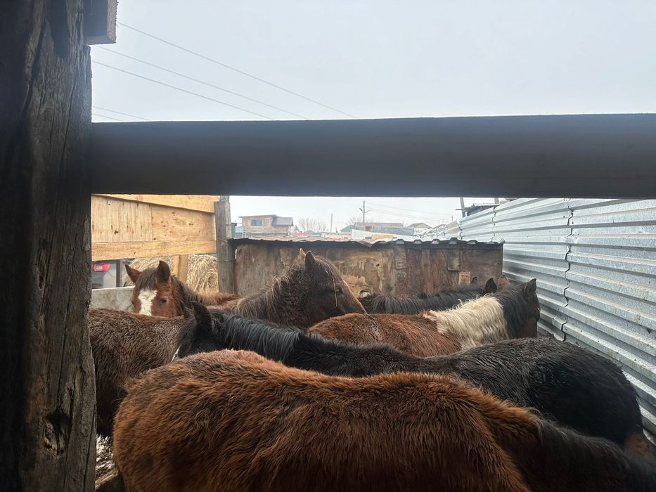 Продам тайлар жемде тұр