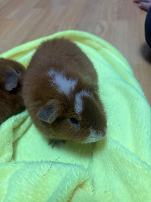 Морские свинки продам