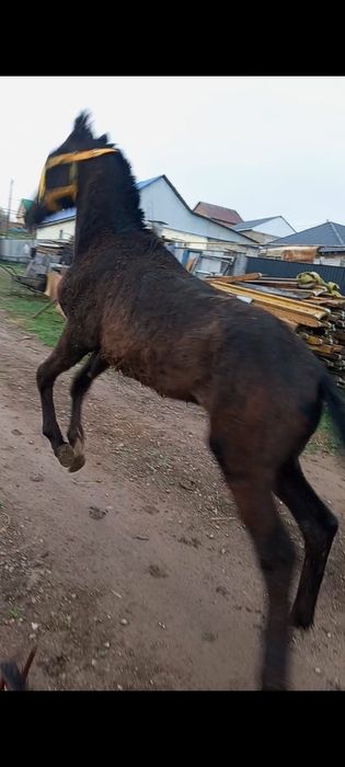 Тай сатылады каны бар
