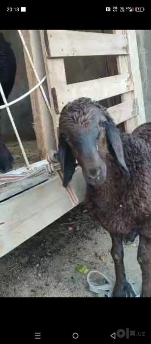 Qoʻy sotiladi ona bola. Alohida qib oselayam boʻladi.
