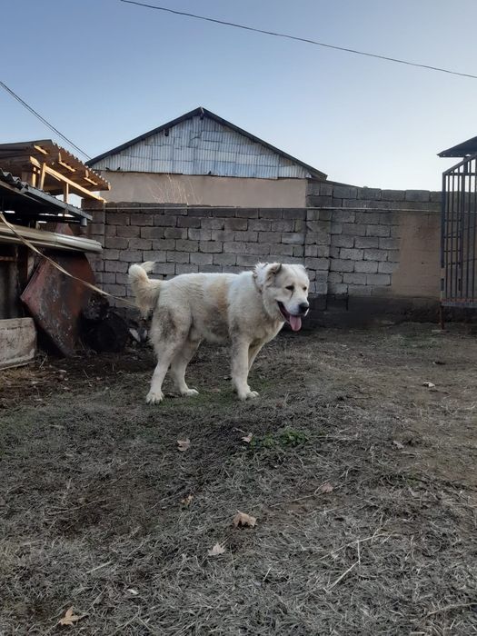 Собака АЛАБАЙ 9 айлық