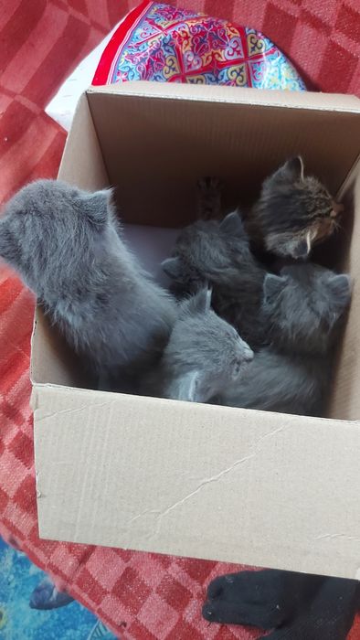 Отдам котят даром