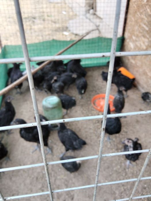 Продам цыплят домашних