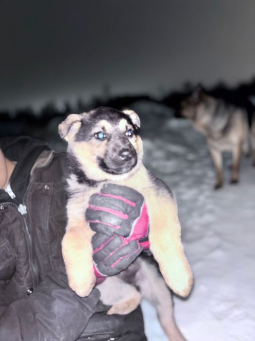 Авчарка еркек кушік