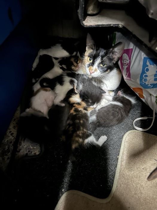 Подарявам малки  котенца