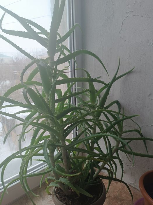 Продам цветок алоя