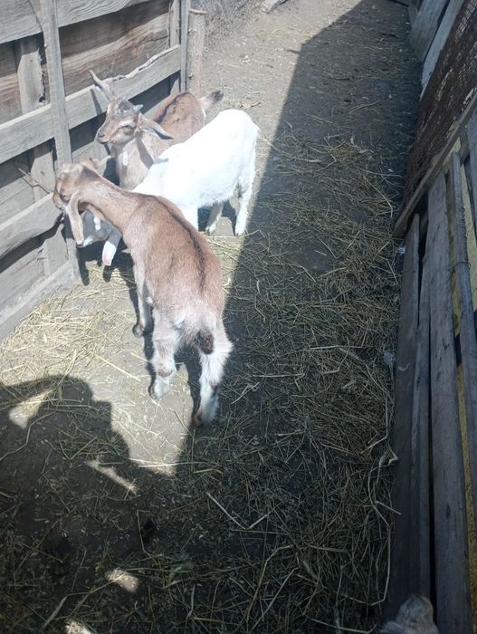 Vând Iadă și țap