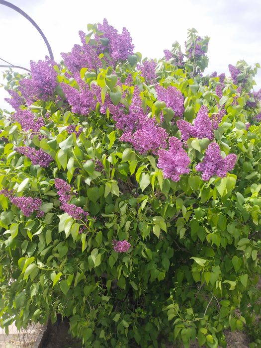 Продается очень красивая сирень