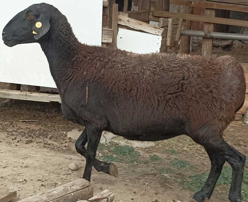 Саулық қойлар сатылады