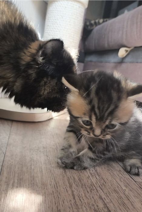 Британский мальчик из ПрофПитомника