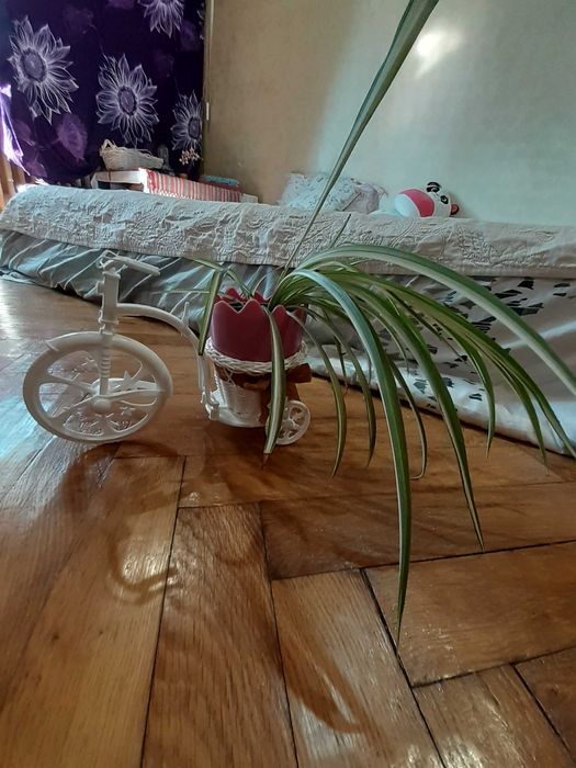 Ghiveci decorativ si plantă de apartament