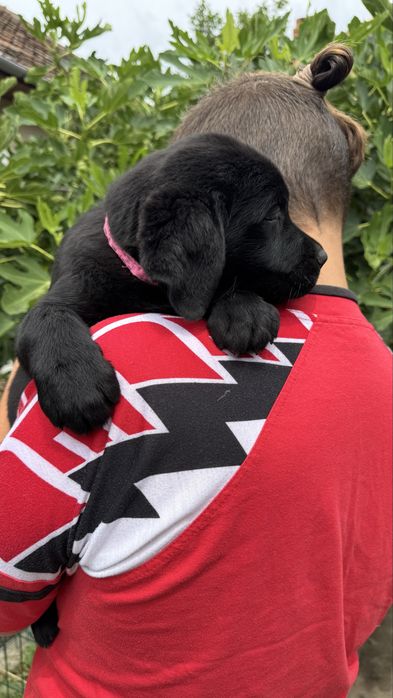 Pui Labrador Retriever