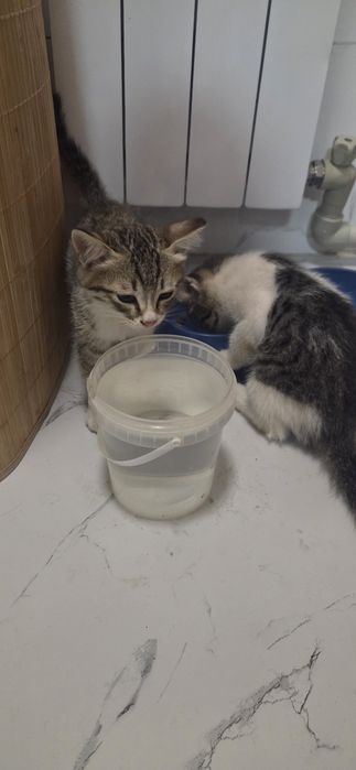Отдам котят добрые руки