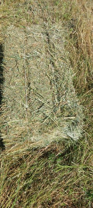 Жоңышқа. Клевер. Люцерна