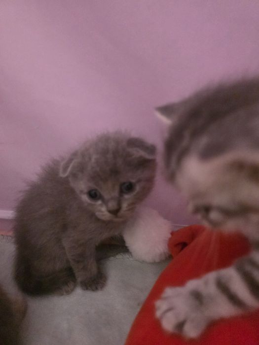 Продам шотландских котят