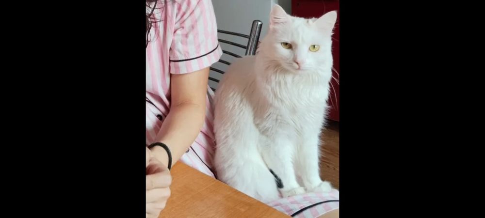 Отдам в добрые руки кошек