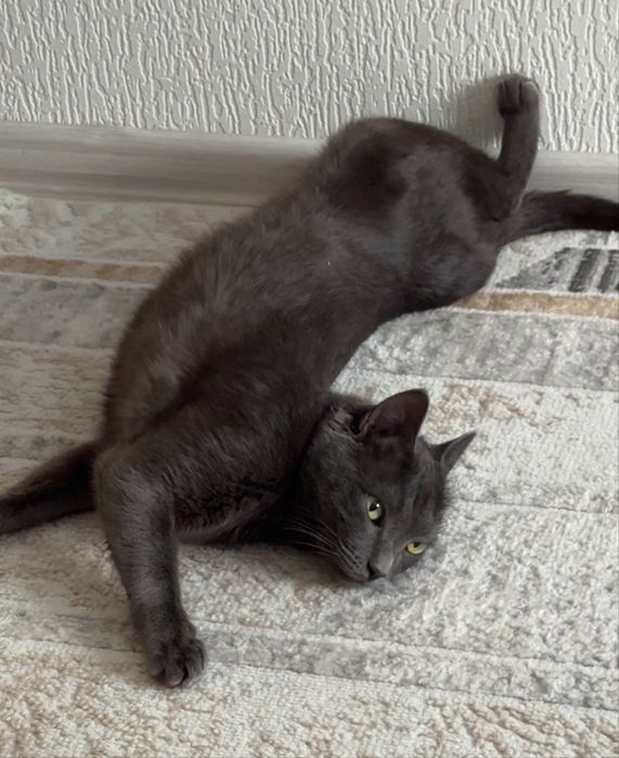 Отдам в хорошие руки