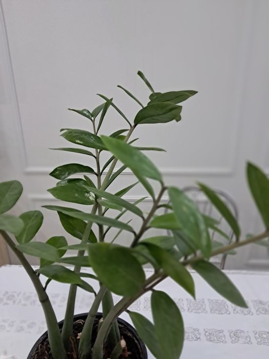 Денежное дерево Замиокулькас.