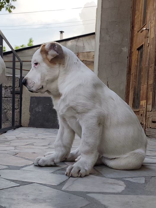 Щенки порода Алабай (возраст 2.5)