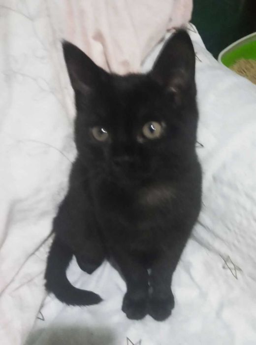 Котята в добрые руки.