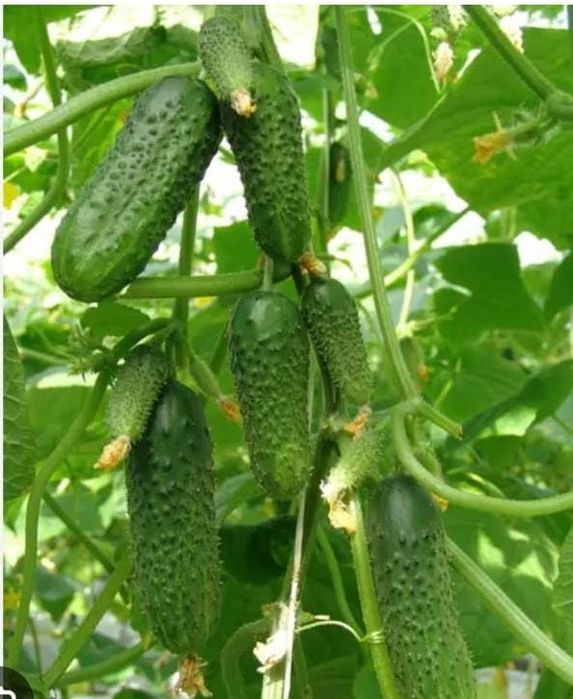 Продам дачные огурцы.