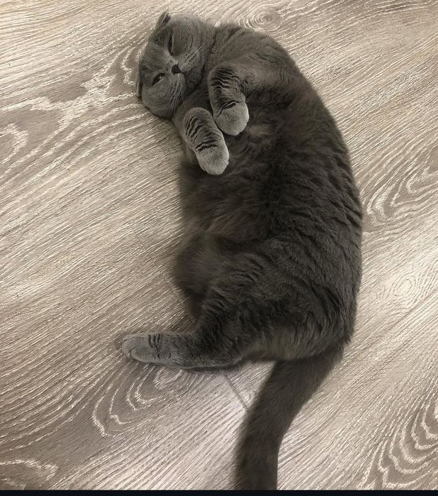 Веслоуха кошка мальчик