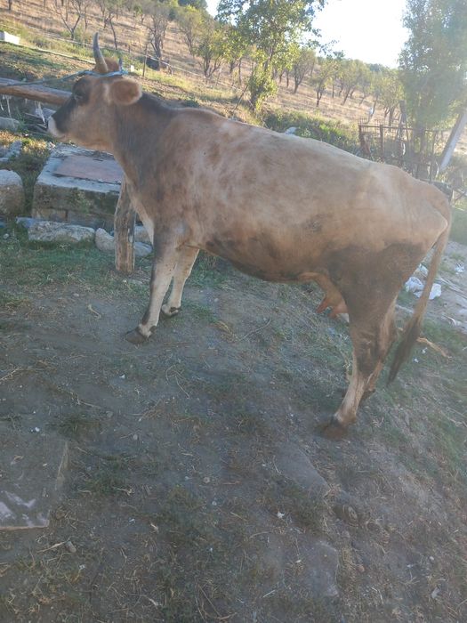 Vaca gestanta ,are și lapte și o vitea bruna