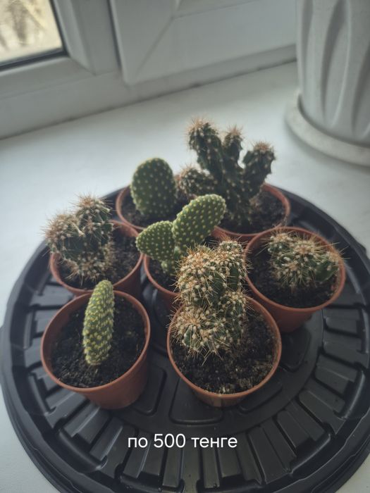 Продам кактусы от 300 тенге