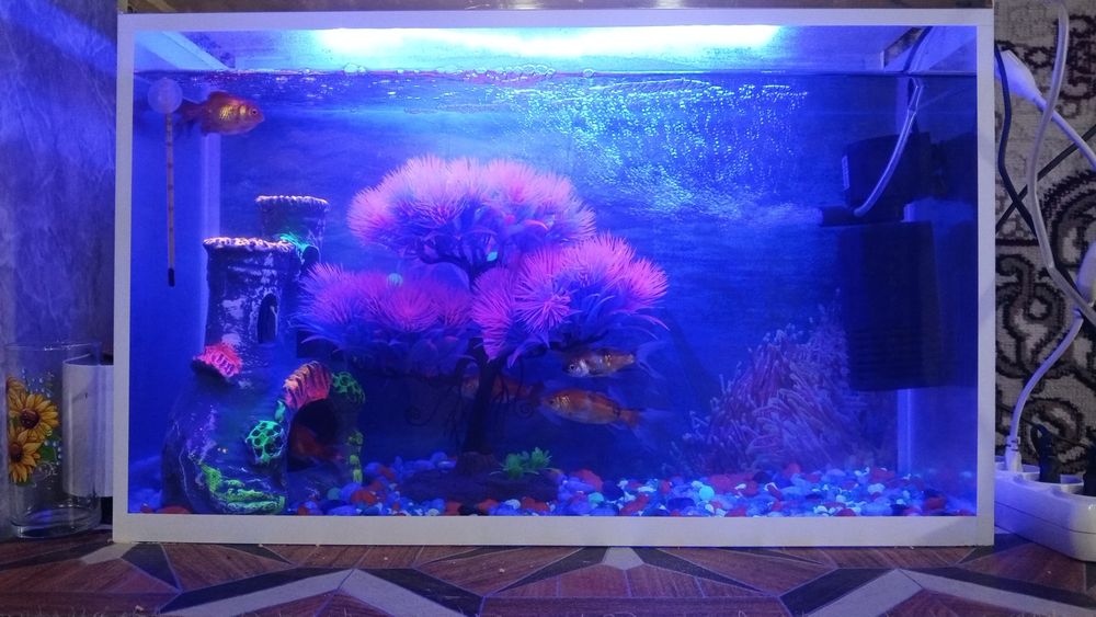 Akvarium sotiladi