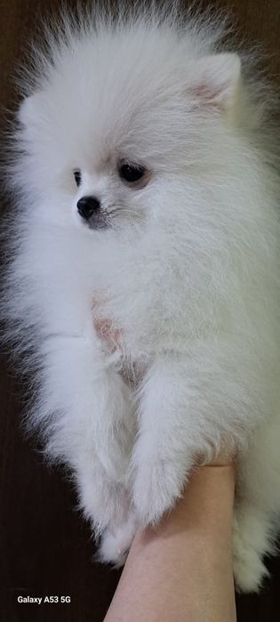 Продаём шпица мальчик.