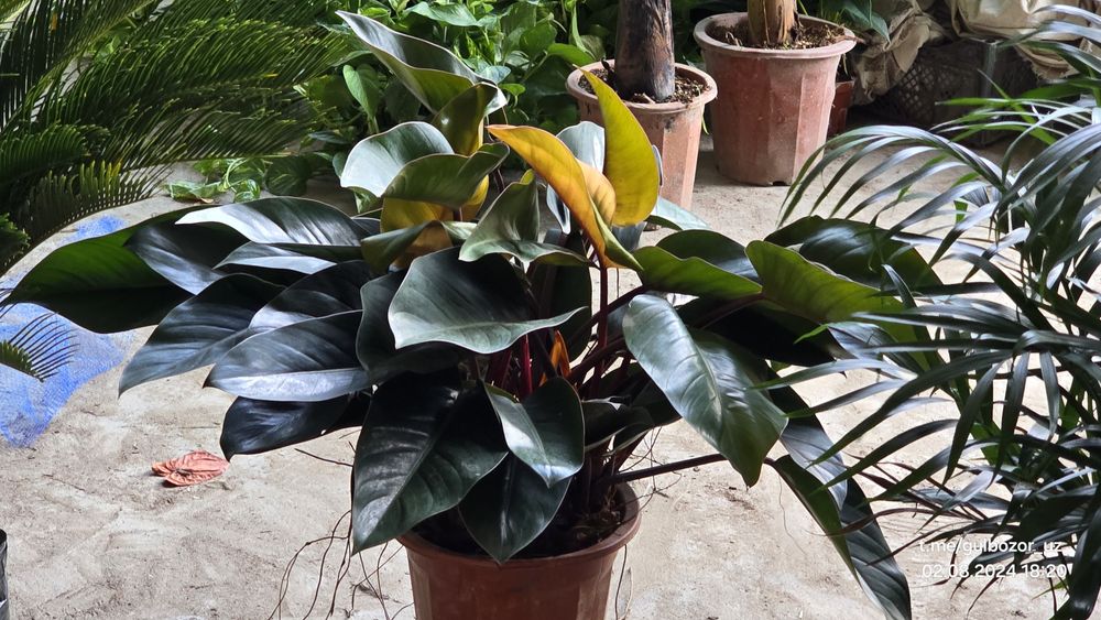 Hona gullari Комнатные цветы гул растения Офис ва уй гуллари