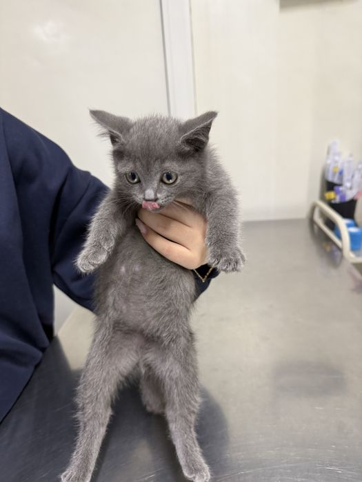 Кошка бесплатно