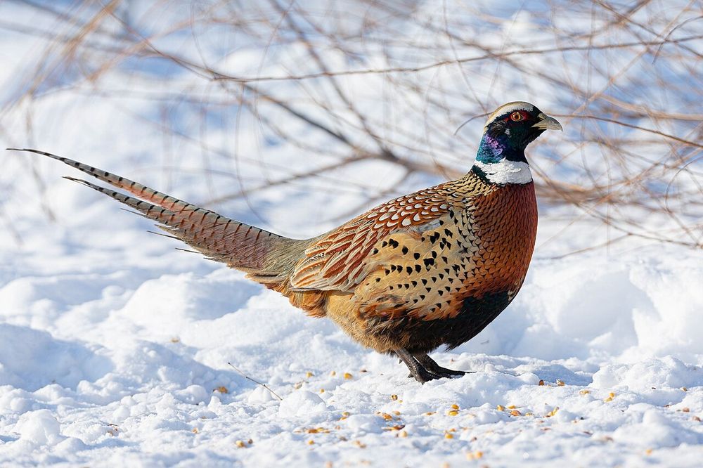 Продам фазанов-дичь