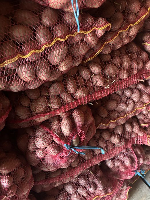 Samanta cartofi bellarosa