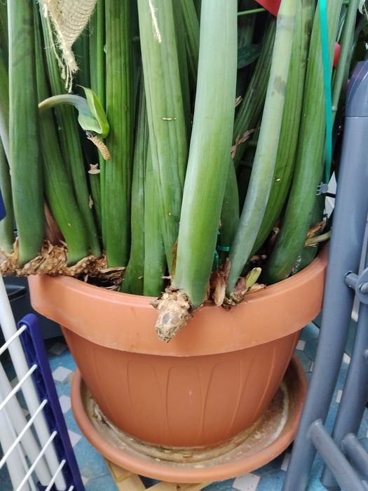 De vânzare planta norocului sau pomul cu bani